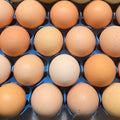 Partridge Brahama Hatching Eggs- 1 Dozen