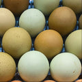 Easter/Olive Egger Hatching Eggs- 1 Dozen