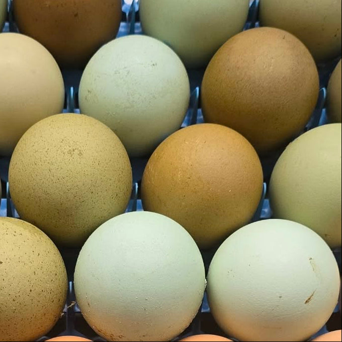 Easter/Olive Egger Hatching Eggs- 1 Dozen