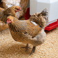 Partridge Brahma Chicks