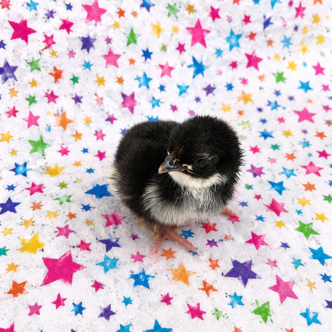 Easter/Olive Egger Chicks