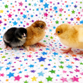 Backyard Mix Hatching Eggs- 1 dozen