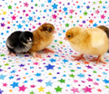 Backyard Mix Chicks